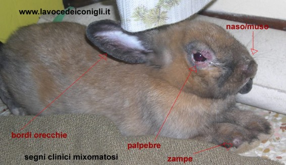 Mixomatosi conigli2