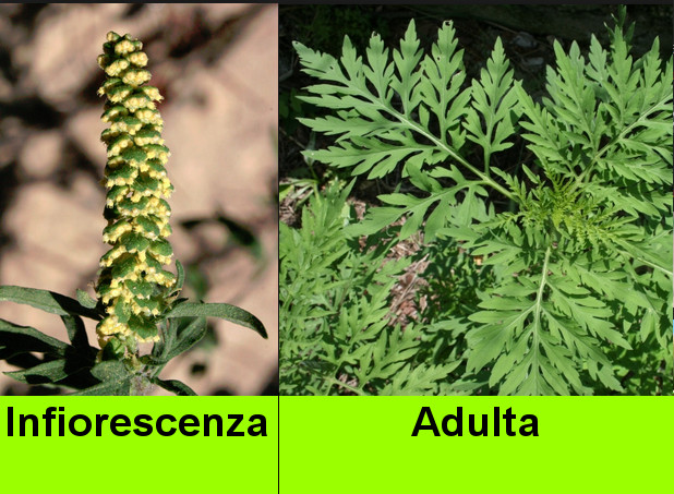 Ambrosia infiorescente e adulta